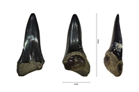 Selacien sp